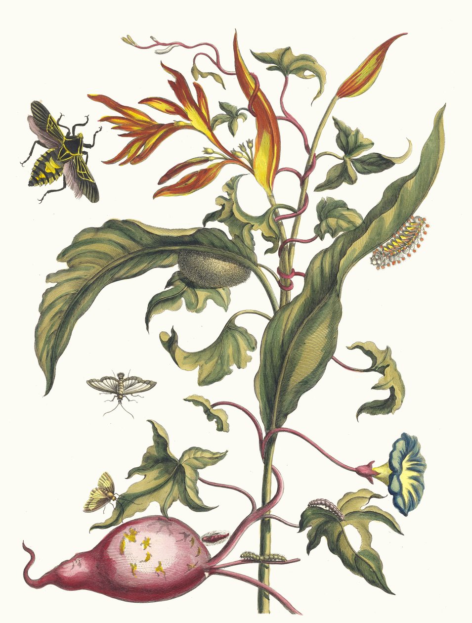 Ipomoea batatas and Heliconia psittacorum. From the Book Metamorphosis insectorum by Maria Sibylla Merian