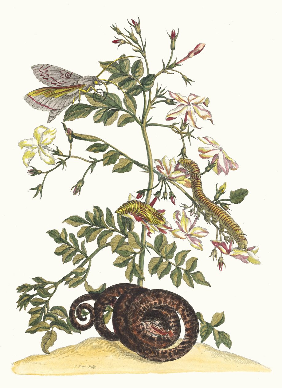 Jasminum grandiflorum. From the Book Metamorphosis insectorum Surinamensium, 1705 by Maria Sibylla Merian