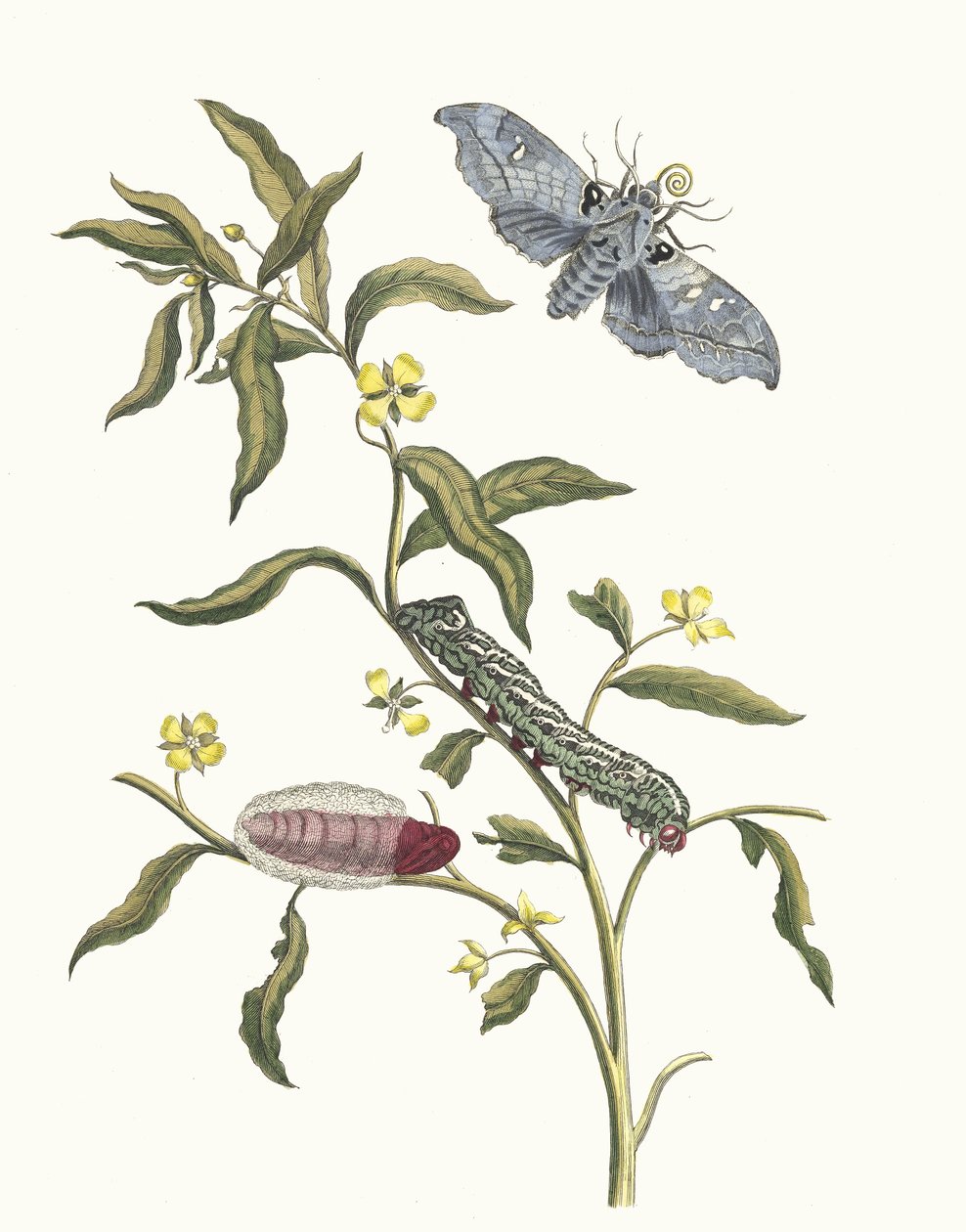 Ludwigia octovalvis. From the Book Metamorphosis insectorum Surinamensium, 1705 by Maria Sibylla Merian