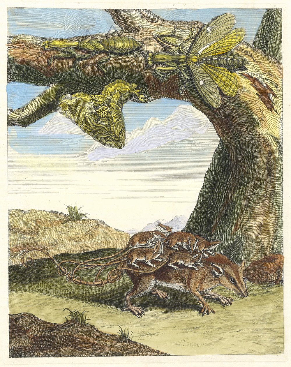 Rat de Forest from the Book Metamorphosis Insectorum Surinamensium by Maria Sibylla Merian