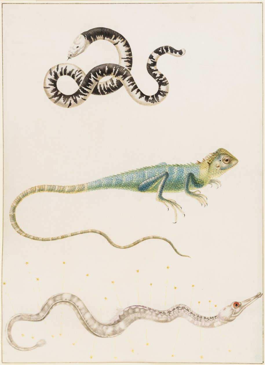 South American Smallhead Worm Lizard, Iguana or East Indian Tree Lizard and Pipefish by Maria Sibylla Merian