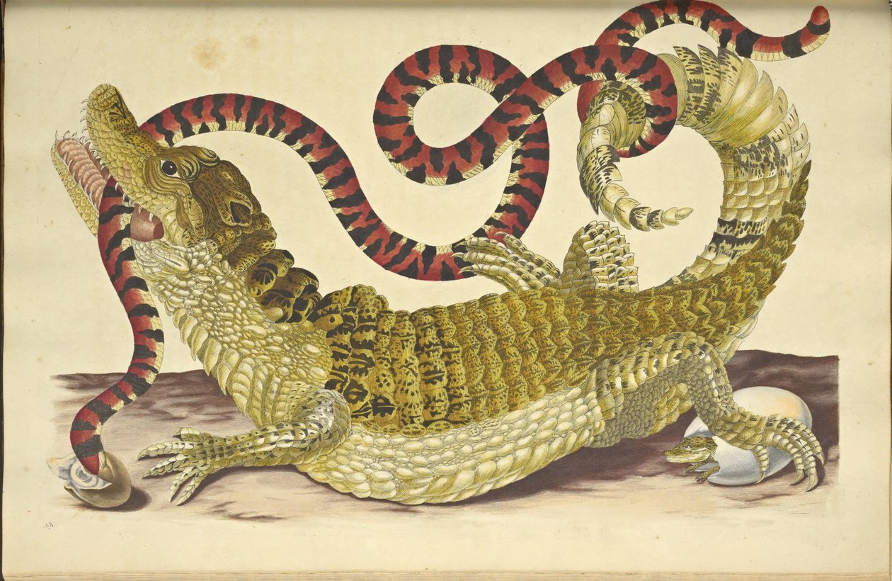 Spectacled Caiman and a False Coral Snake, 1705 by Maria Sibylla Merian
