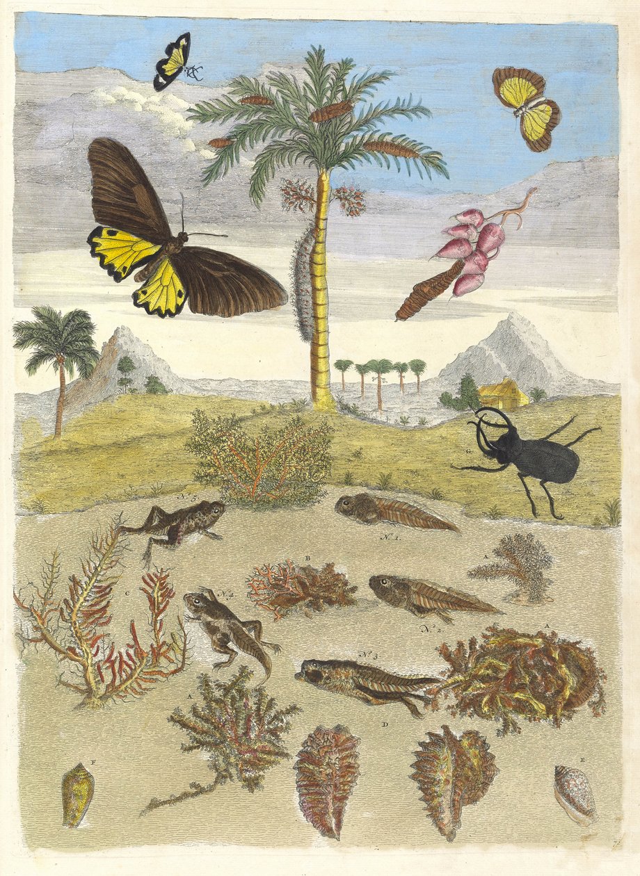 Stag beetle, Amphibians, and Palm trees. From the Book Metamorphosis insectorum by Maria Sibylla Merian