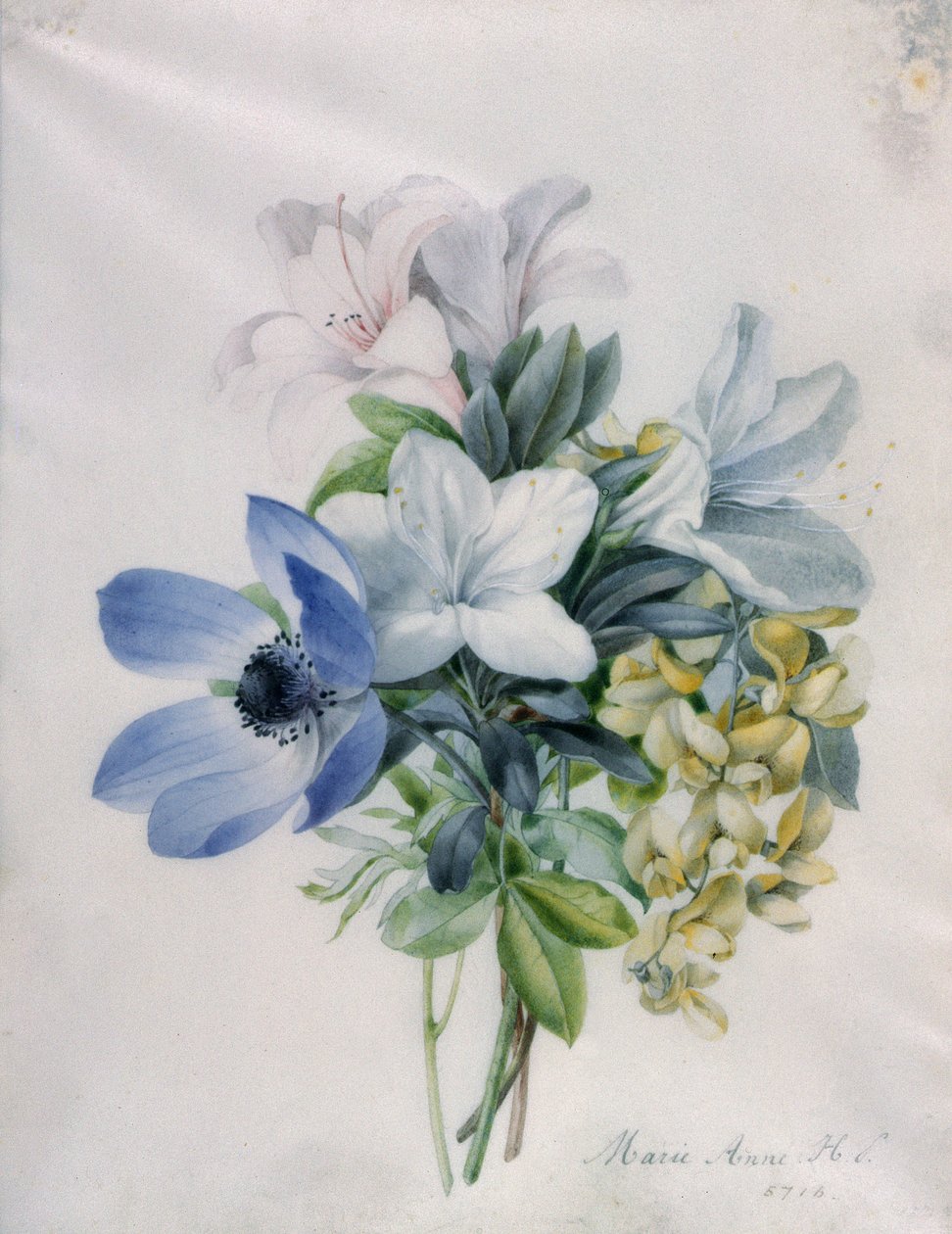 Anemone, wisteria and laburnum by Marie Anne
