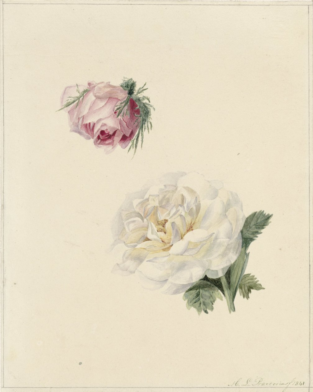 Studies of a Pink and a White Rose by Marie Louise Praetorius