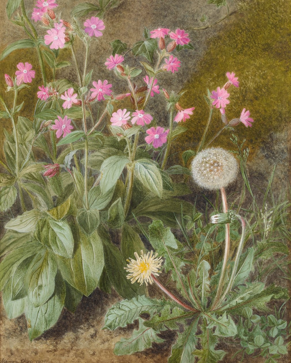 Rose Campions and Dandelion, 1875 by Marion Chase