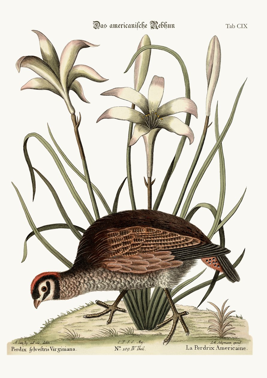 The American Partridge by Mark Catesby