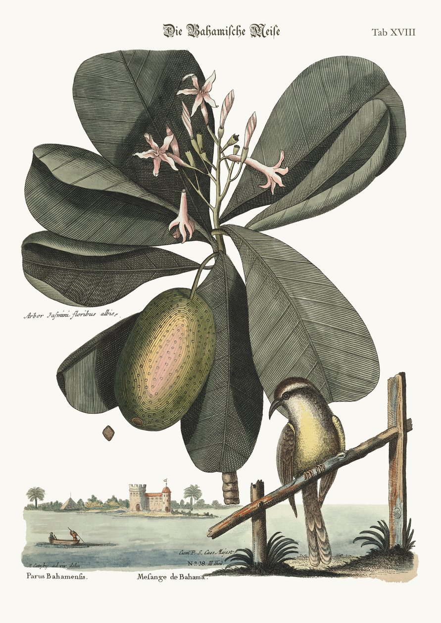The Bahama Titmouse, 1749-73 by Mark Catesby