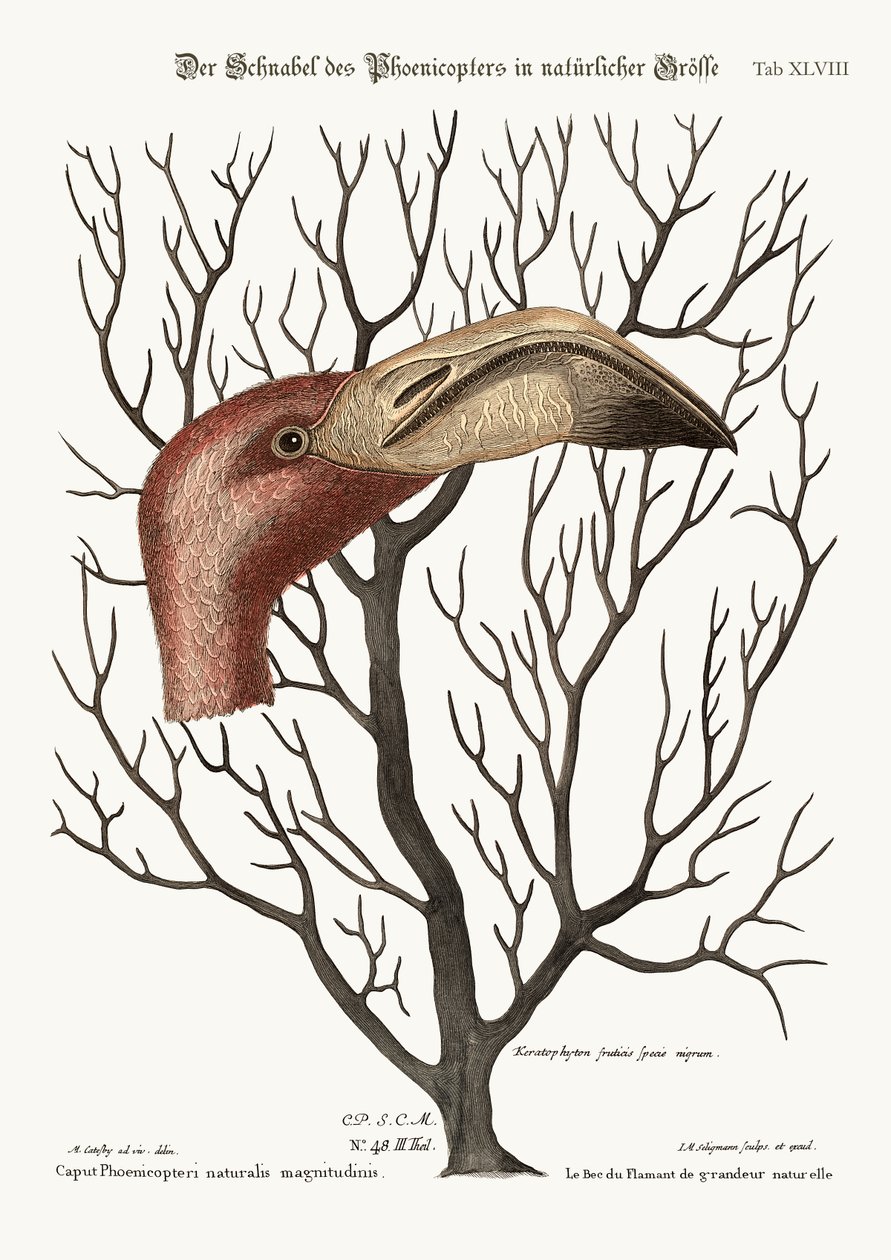 The Bill of the Flamingo in its Full Dimensions by Mark Catesby