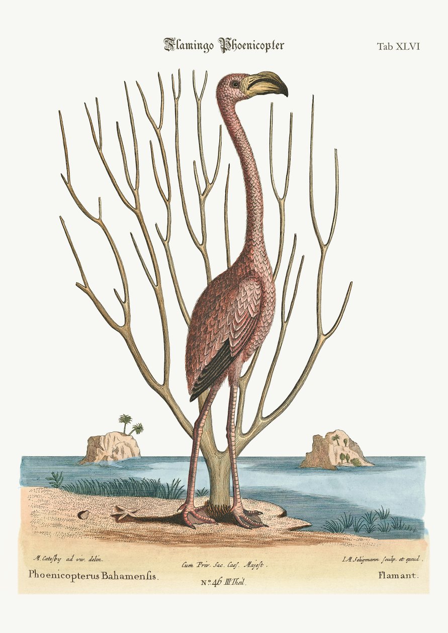 The Flamingo by Mark Catesby
