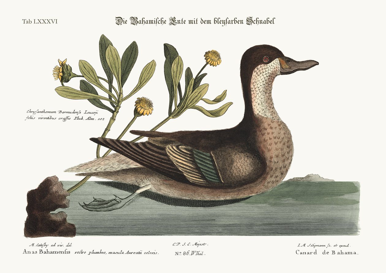 The Ilathera Duck, 1749-73 by Mark Catesby