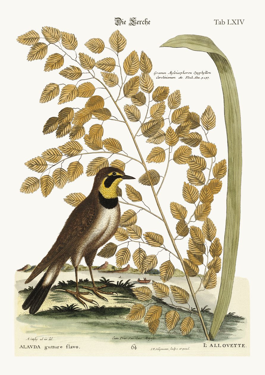 The Lark by Mark Catesby