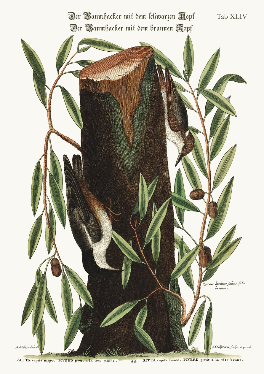The Nuthatch. The small Nuthatch, 1749-73 by Mark Catesby
