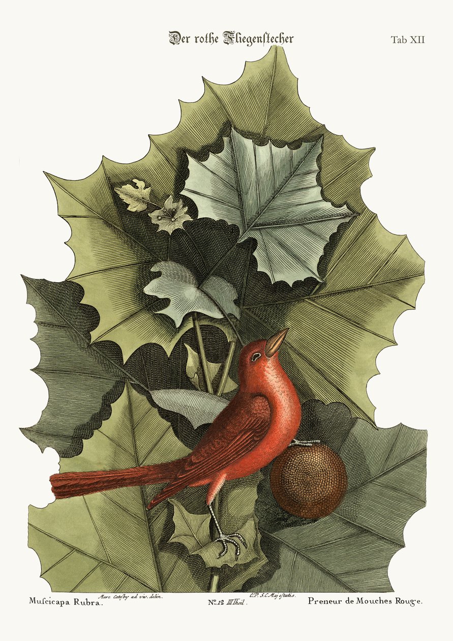 The Summer Red-Bird, 1749-73 by Mark Catesby
