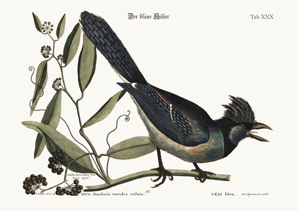 The blue Jay by Mark Catesby