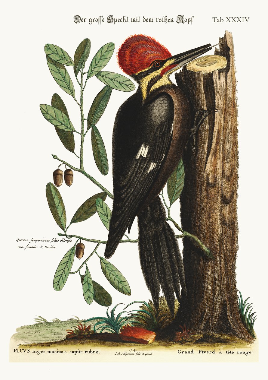 The Larger Red-Crested Woodpecker, 1749-73 by Mark Catesby