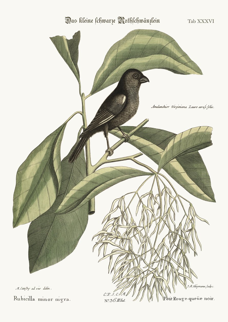 The little black Bullfinch, 1749-73 by Mark Catesby