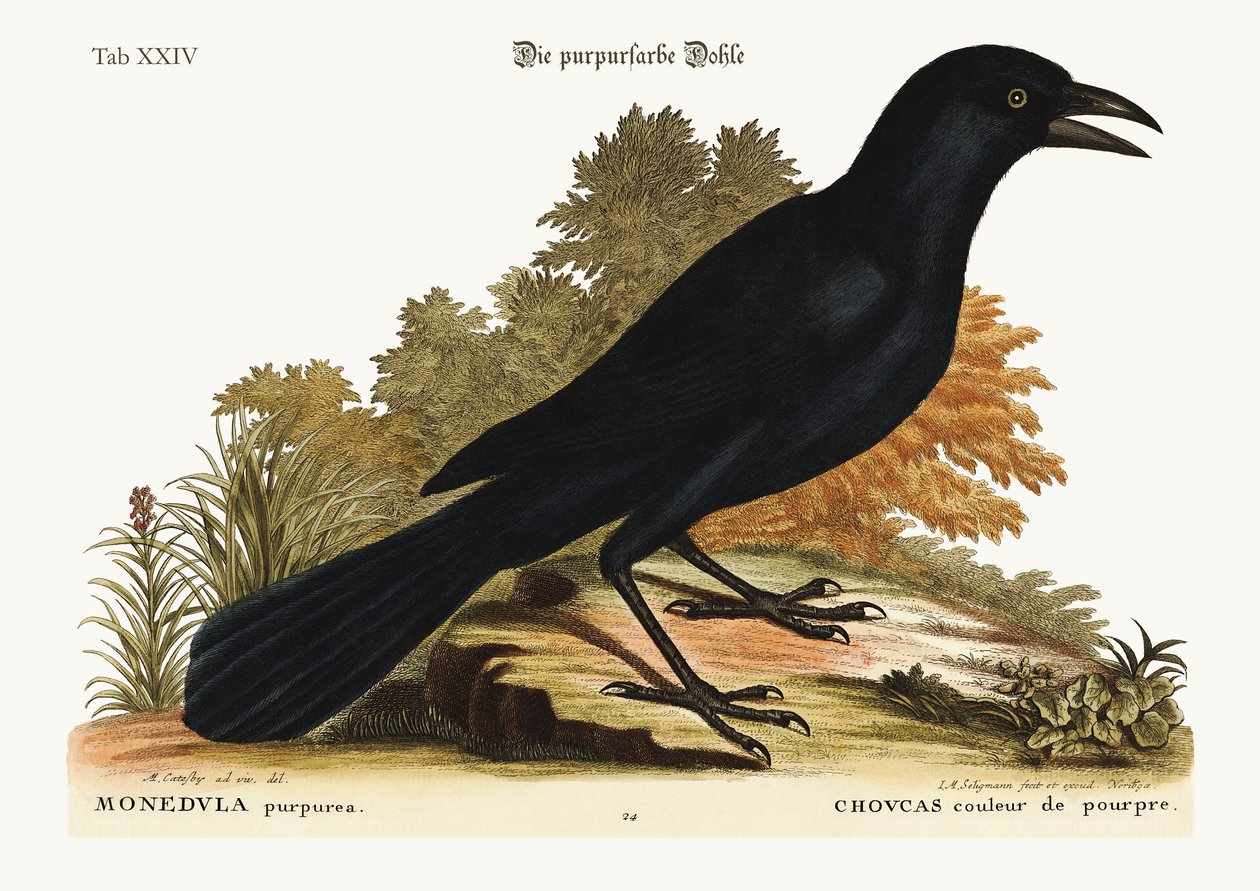 The purple Jack-Daw by Mark Catesby