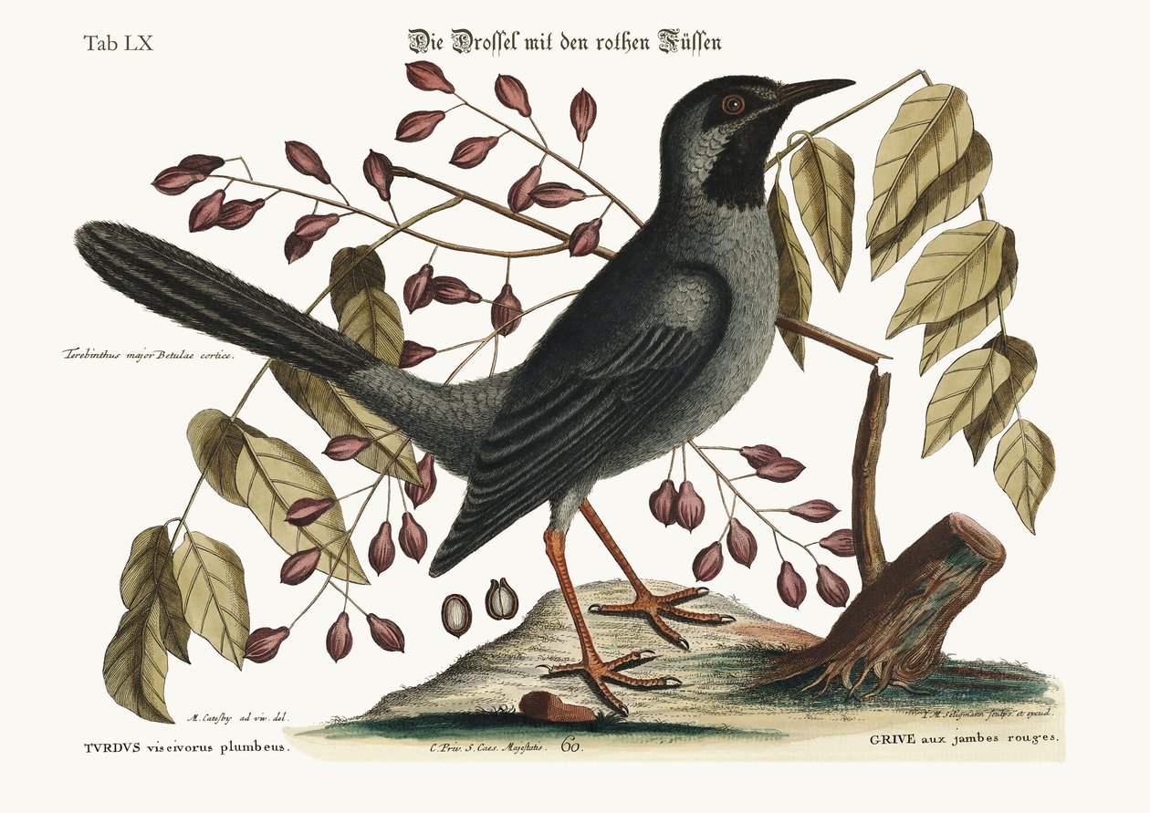The red-legged Thrush by Mark Catesby