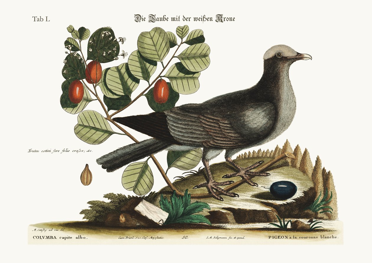 The White-Crowned Pigeon, 1749-73 by Mark Catesby