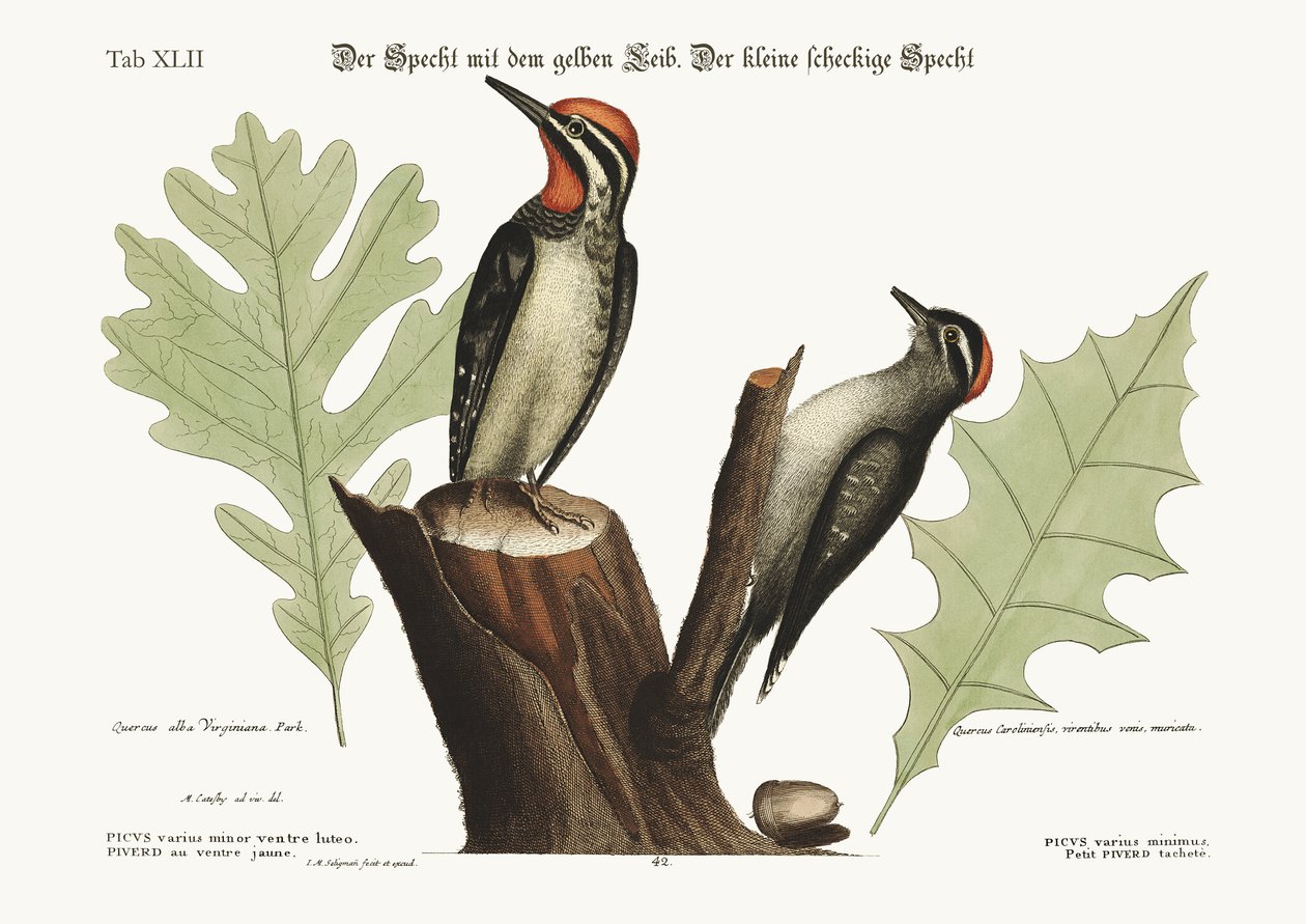 The Yellow-Bellied Woodpecker. The Smallest Spotted Woodpecker, 1749-73 by Mark Catesby