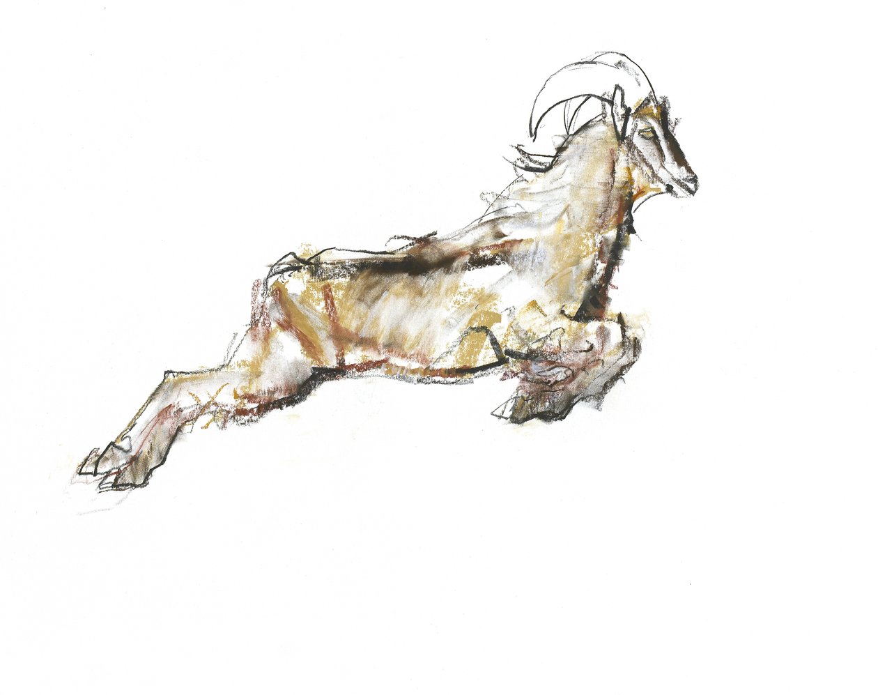 Arabian Tahr, 2009 by Mark Adlington