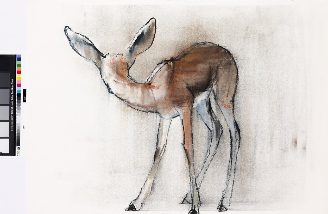 Gazelle Fawn (Arabian Gazelle) 2010 by Mark Adlington