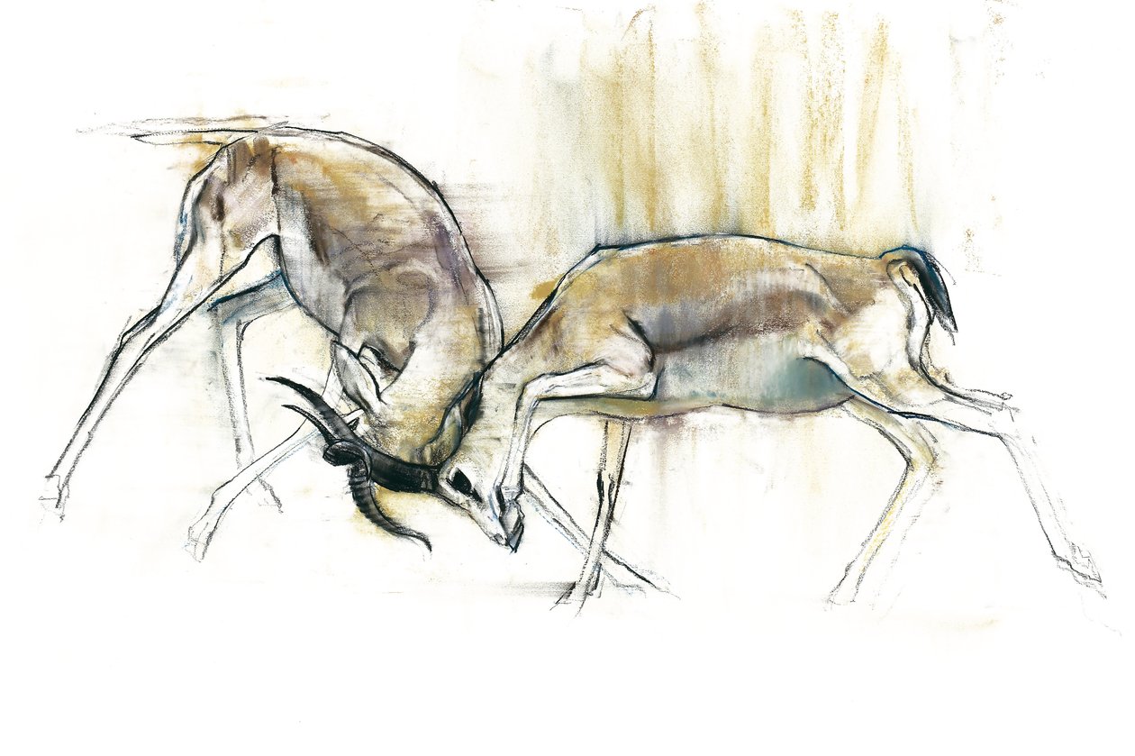 Sand Gazelles, 2009 by Mark Adlington