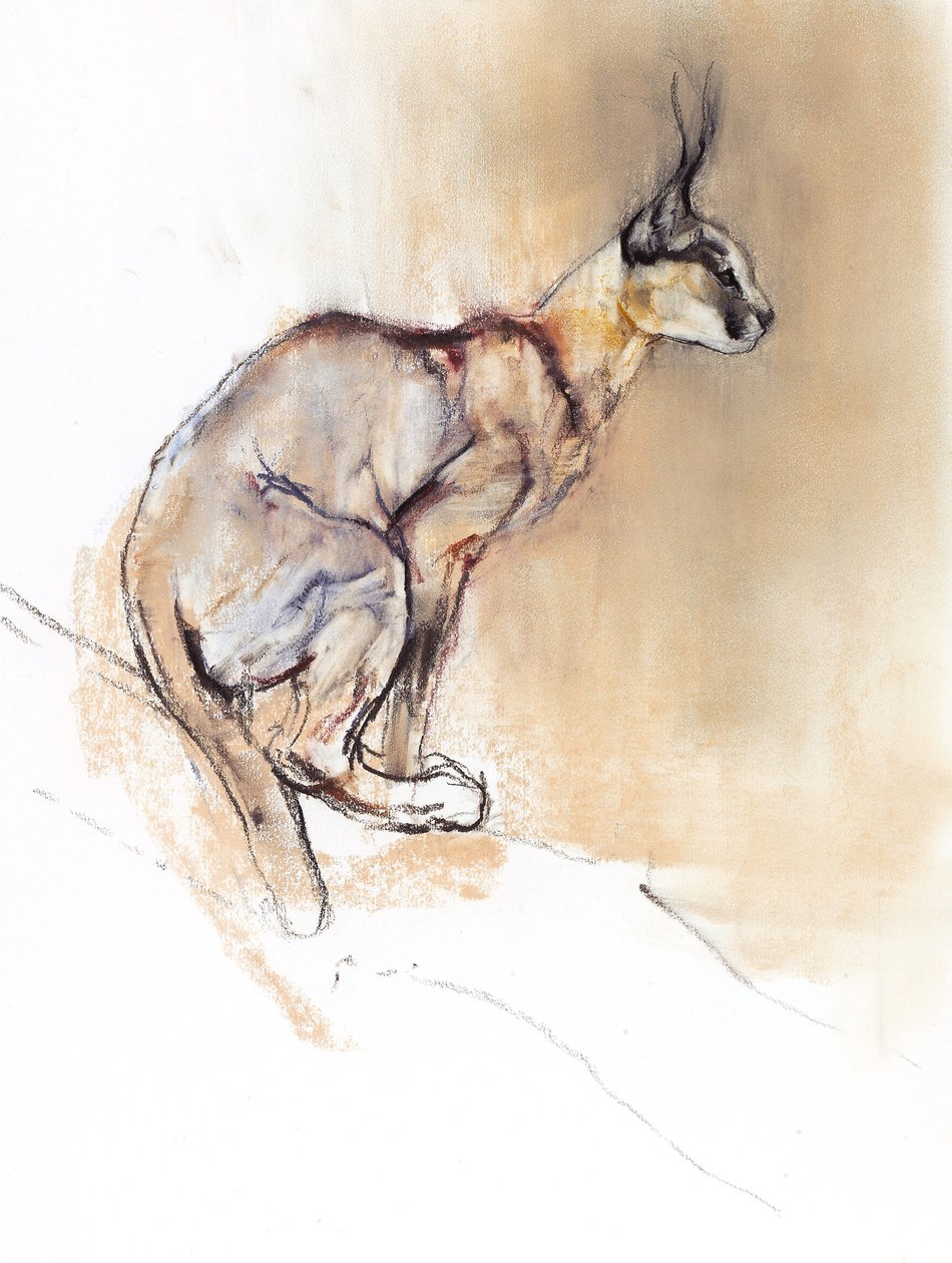 Seated Caracal, 2009 by Mark Adlington