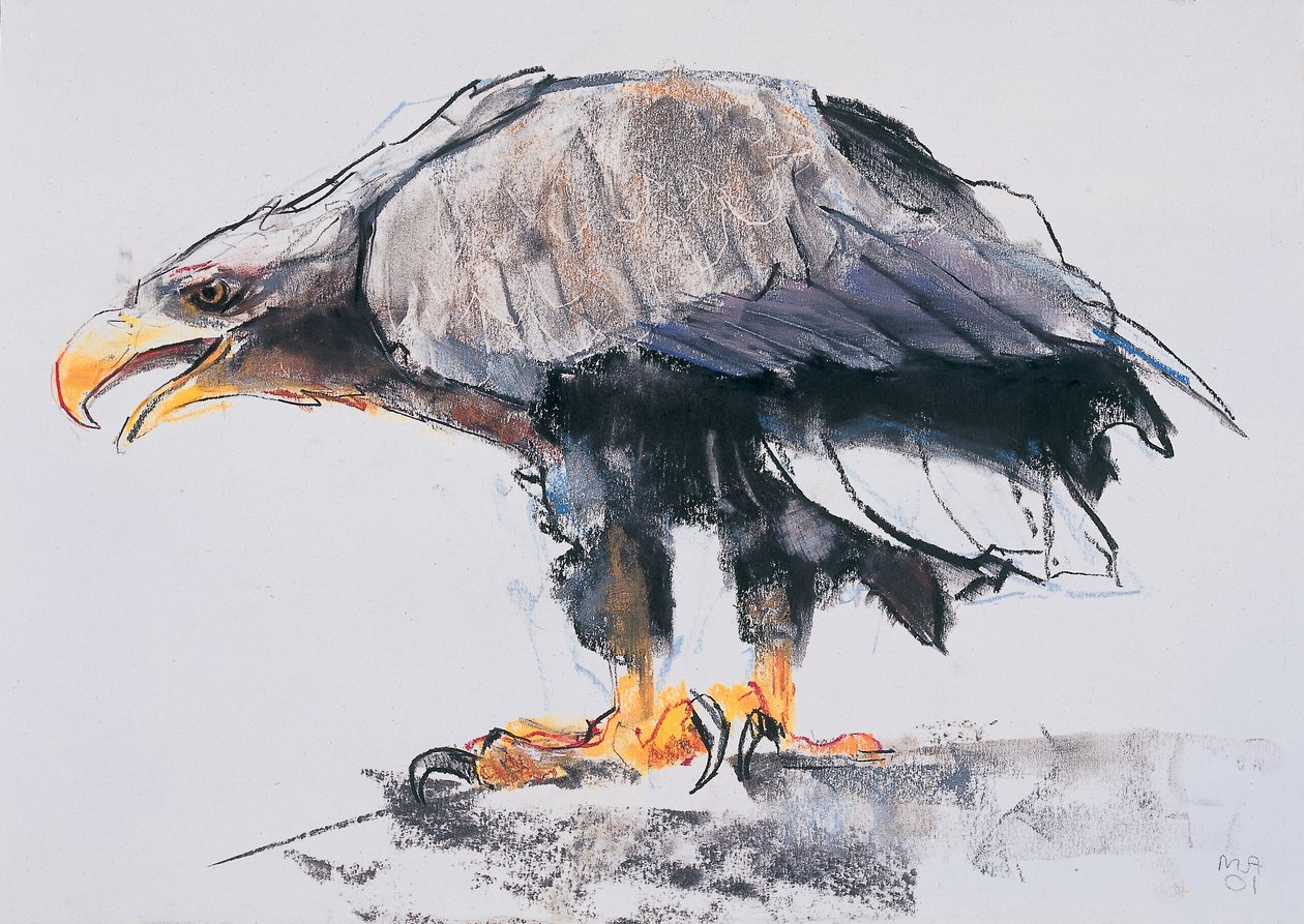 White Tailed Sea Eagle by Mark Adlington