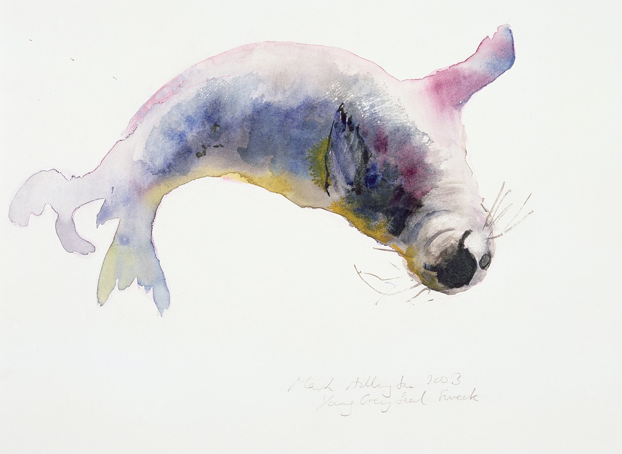 Young Grey Seal, Gweek by Mark Adlington