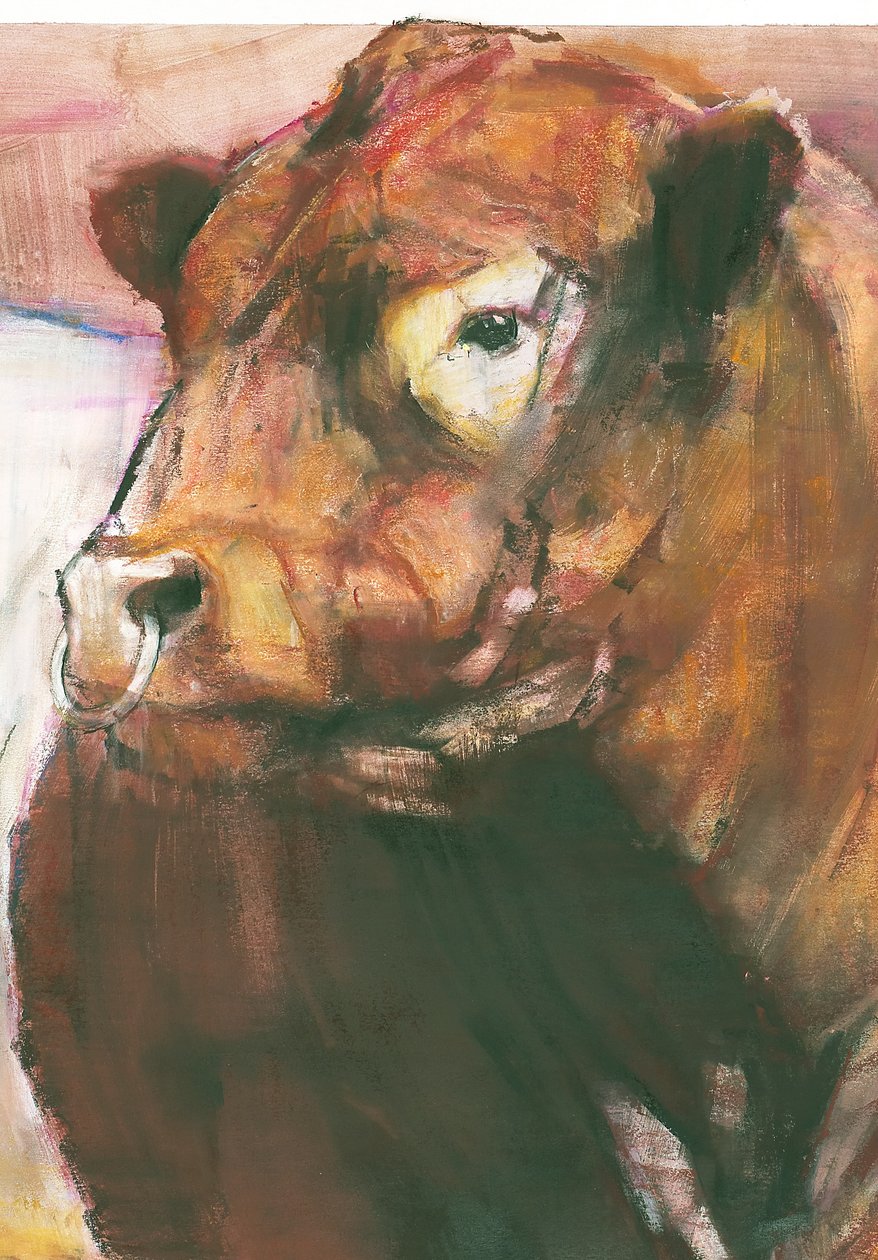 Zeus, Red Belted Galloway Bull (detail) by Mark Adlington