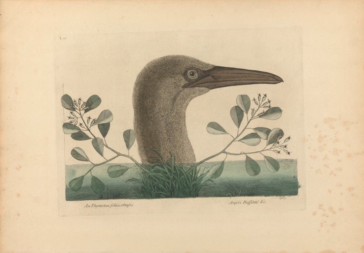 The Great Booby, Plate 86 from the 