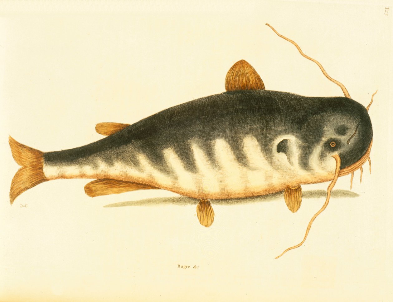 Catfish, plate 23, vol. 1 from the 