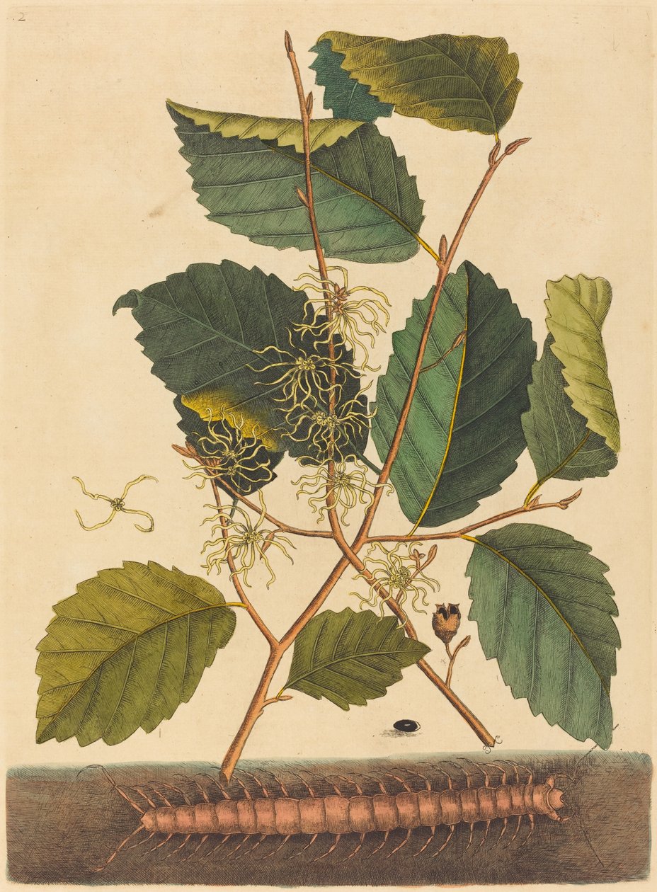 Centipede (Scolopendra morsitans) by Mark Catesby