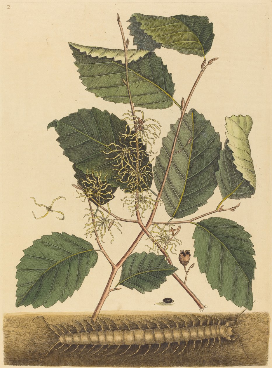 Centipede Scolopendra Morsitans by Mark Catesby