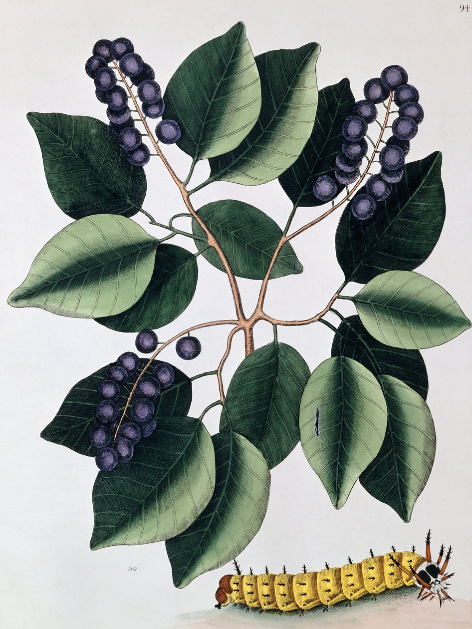 Pigeon Plum and a Great Horned Caterpillar by Mark Catesby