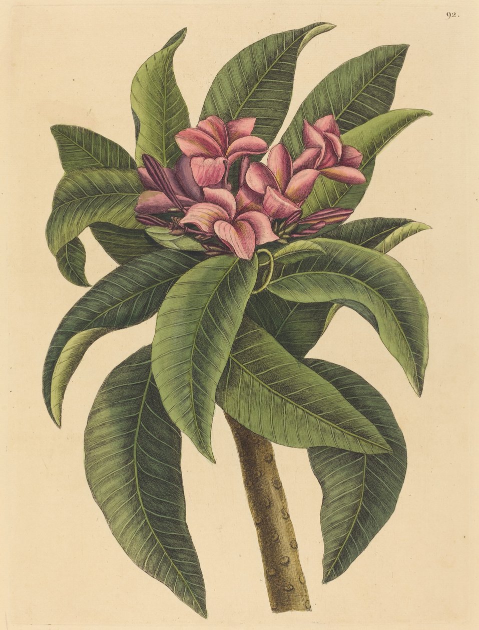 Red Frangipanni Plumeria rubra by Mark Catesby