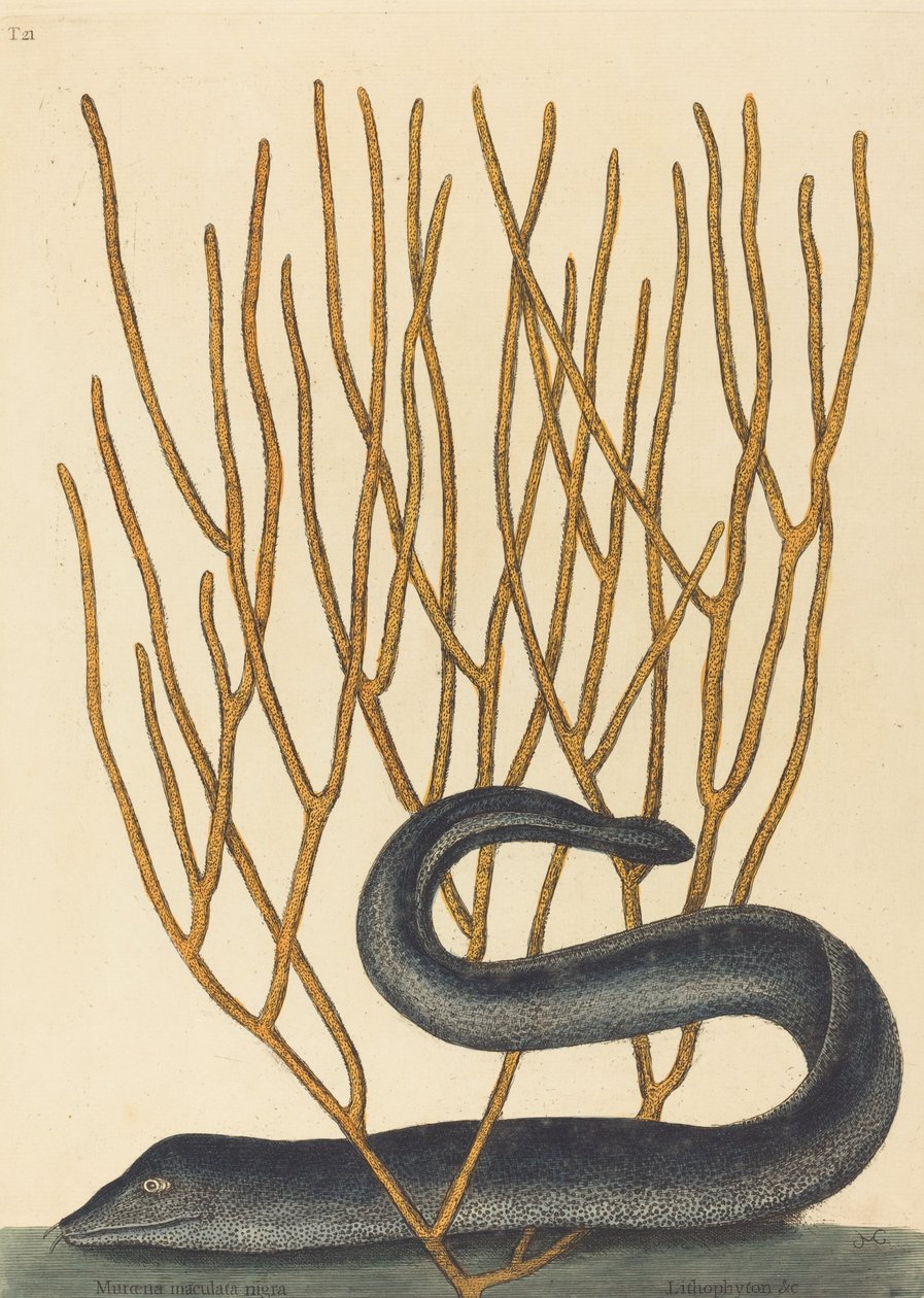 The Black Muray Muraenae helenae varietas by Mark Catesby