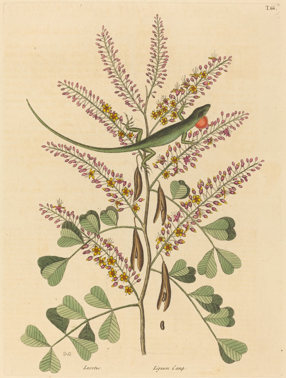 The Green Lizard of Jamaica Lacerta bullaris, published 1731-1743 by Mark Catesby