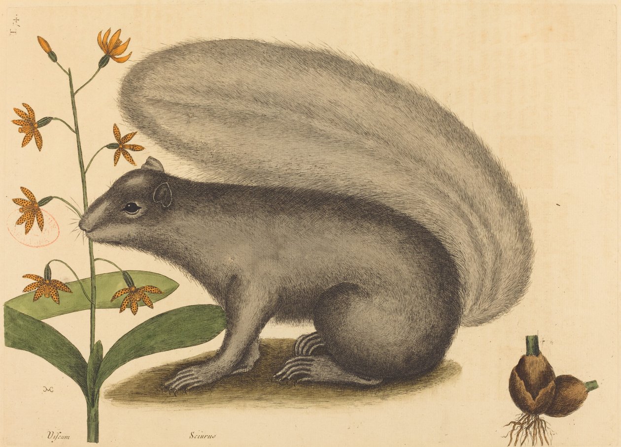 The Grey Fox Squirrel (Sciurus cinereus) by Mark Catesby
