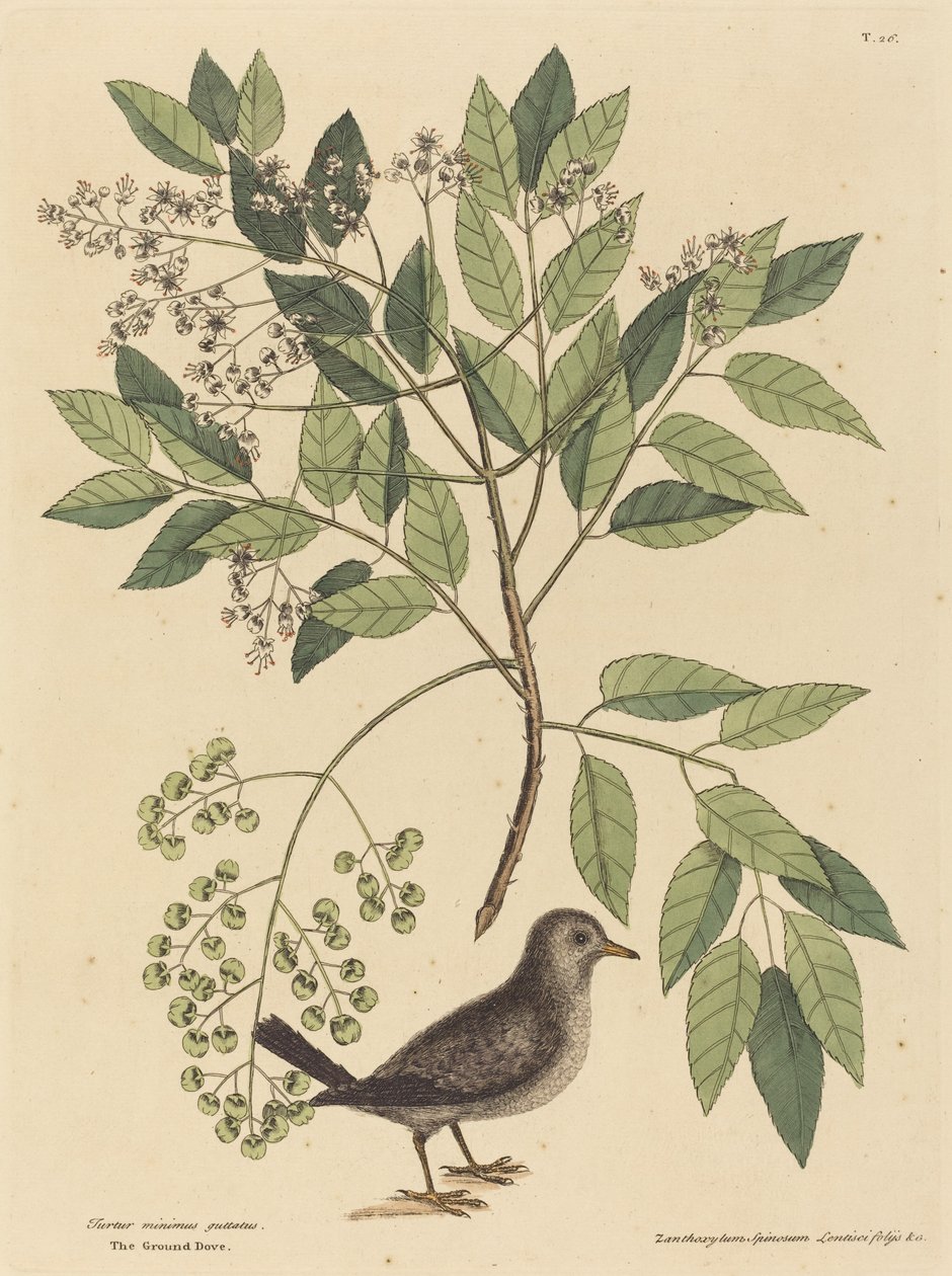 The Ground Dove (Columba passerina) by Mark Catesby