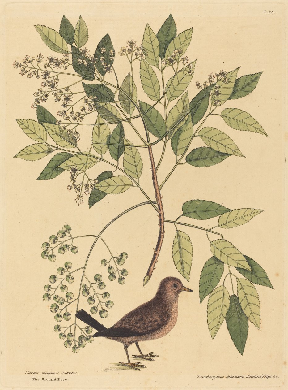 The Ground Dove by Mark Catesby