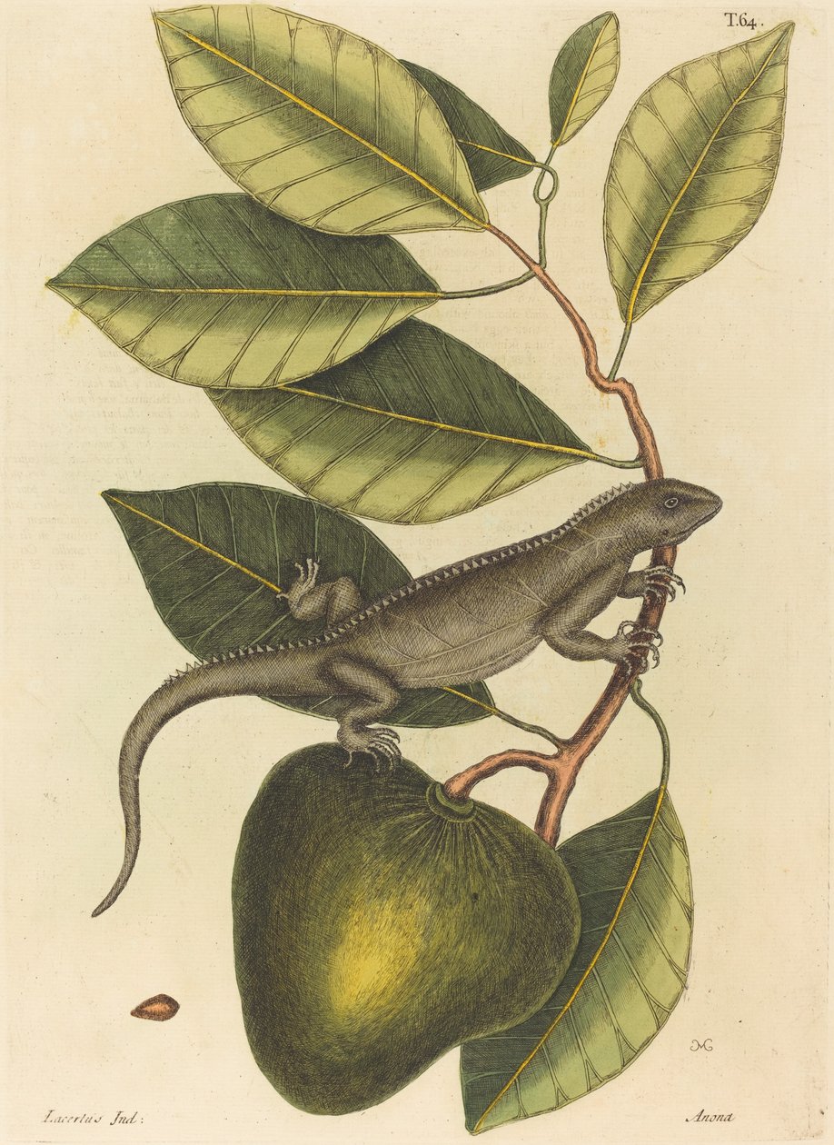 The Guana Lacerta Iguana by Mark Catesby