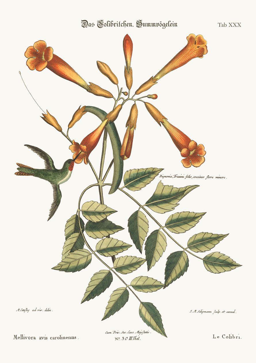 The Hummingbird, 1749-73 by Mark Catesby