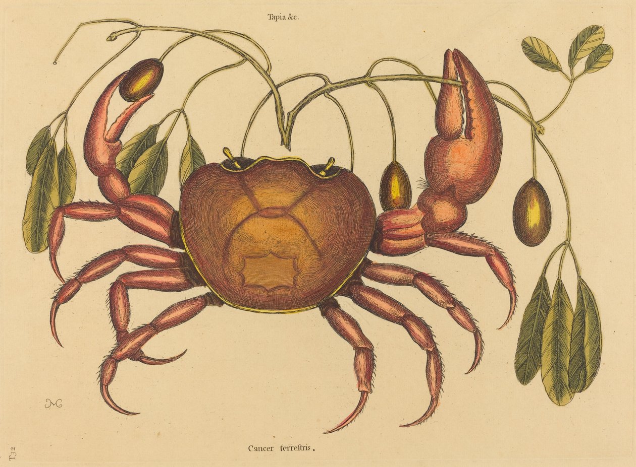 The Land-Crab, Published 1731-1743 by Mark Catesby