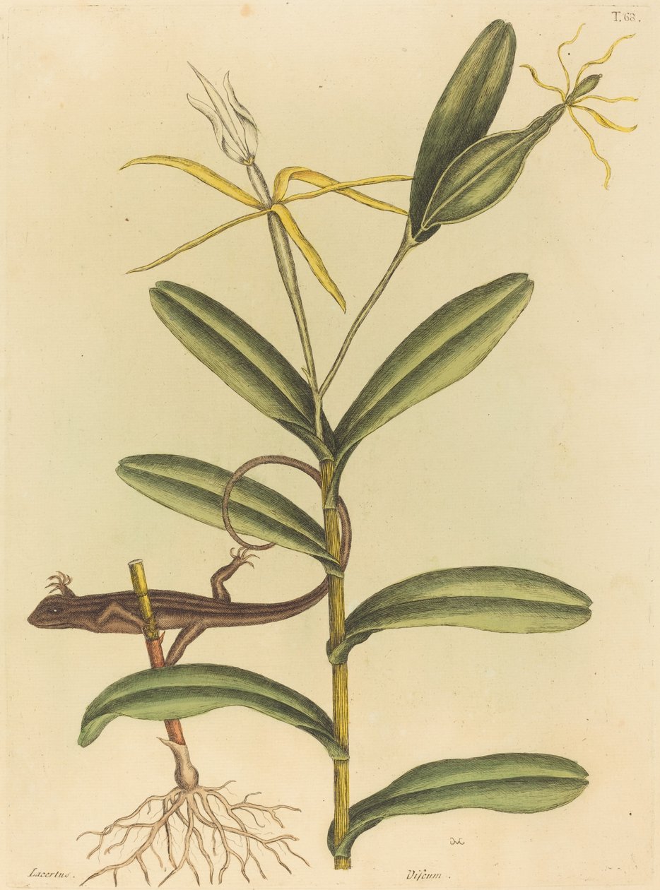The Lyon Lizard by Mark Catesby