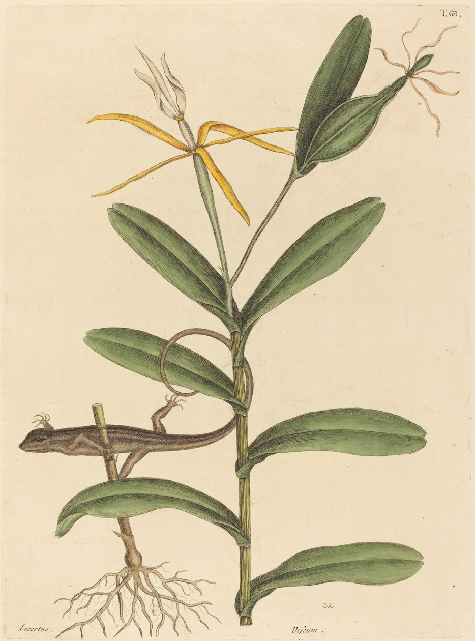 The Lyon Lizard Lacerta 6-lineata by Mark Catesby