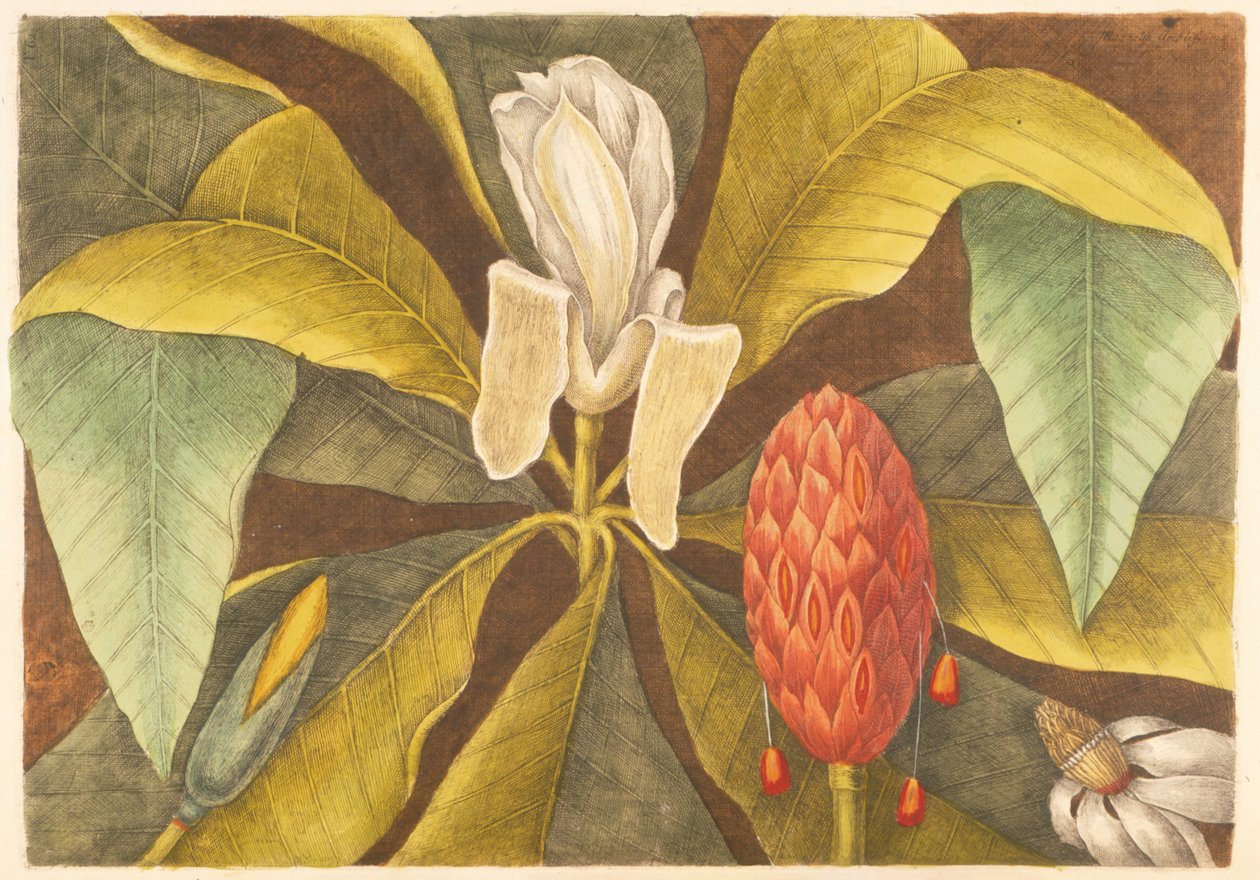 The Magnolia, plate 68, vol. 1 from the 'Natural History of Carolina ...