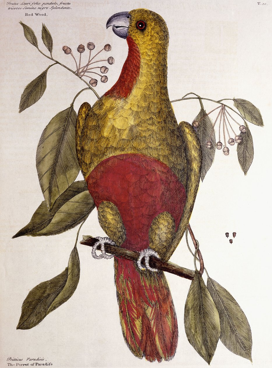 The Parrot of Paradise by Mark Catesby